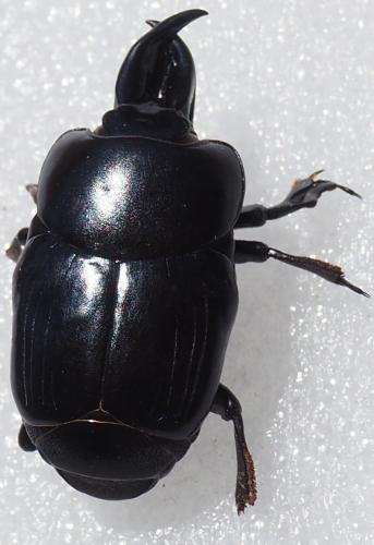 Oxysternus maximus